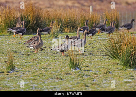 L'Oie naine Anser albifrons group du Groenland la race sur les herbages, Islay, Ecosse Banque D'Images