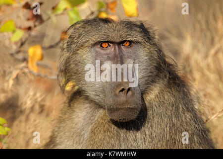 Portrait d'un homme babouin chacma (Papio ursinus), Kruger National Park, Afrique du Sud Banque D'Images