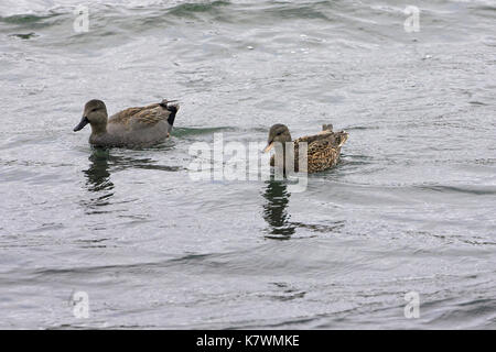 Le Canard chipeau Anas strepera Lierre alimentation Lake Nature Reserve Blashford Lakes Hampshire Angleterre Banque D'Images