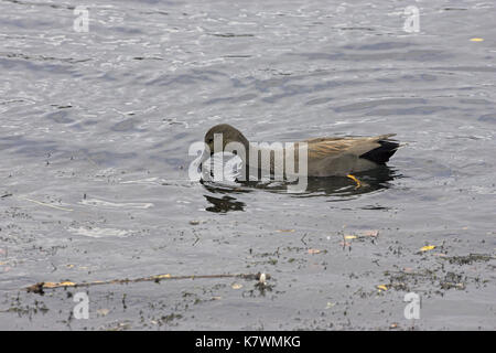 Le Canard chipeau Anas strepera Lierre alimentation Lake Nature Reserve Blashford Lakes Hampshire Angleterre Banque D'Images