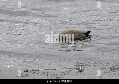 Le Canard chipeau Anas strepera Lierre alimentation Lake Nature Reserve Blashford Lakes Hampshire Angleterre Banque D'Images