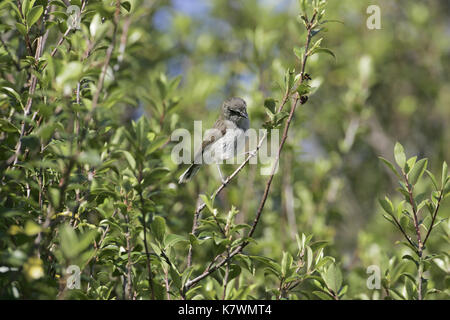 Gray gerygone igata Gerygone Nouvelle-zélande Banque D'Images