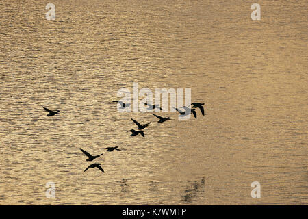 Cravant (Branta bernicla) groupe en vol au dessus de l'eau coucher de soleil éclairé le port de Poole Dorset Angleterre Banque D'Images