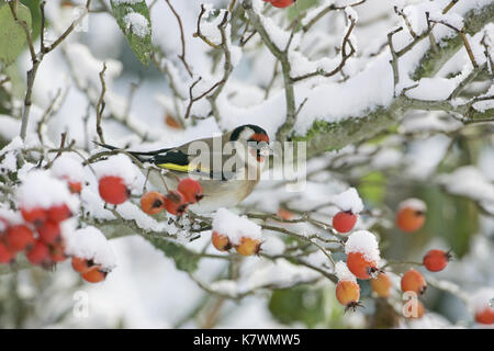 Chardonneret élégant Carduelis carduelis sur Cockspur à larges feuilles Thorn Crataegus persimilis prunifolia '' Ringwood Hampshire England UK Banque D'Images
