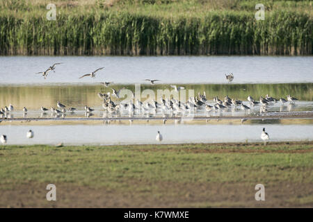 Barge à queue noire Limosa limosa troupeau reposant avec d'autres échassiers Banque D'Images