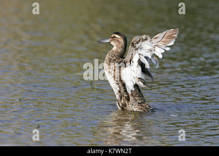 Sarcelle d'été Anas querquerdula mâle adulte en plumage éclipse le bain dans piscine près de Tiszaalpar La Hongrie Banque D'Images