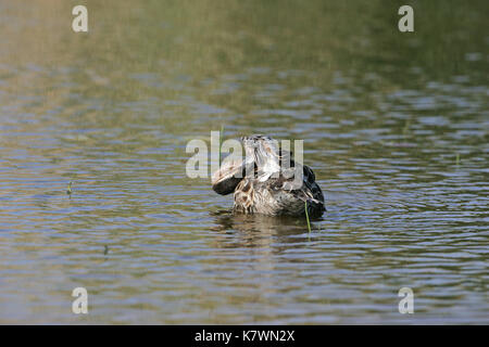 Sarcelle d'été Anas querquerdula mâle adulte en plumage éclipse au lissage dans piscine près de Tiszaalpar La Hongrie Banque D'Images