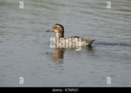 Sarcelle d'été Anas querquerdula mâle adulte en plumage d'éclipse en natation piscine près de Tiszaalpar La Hongrie Banque D'Images