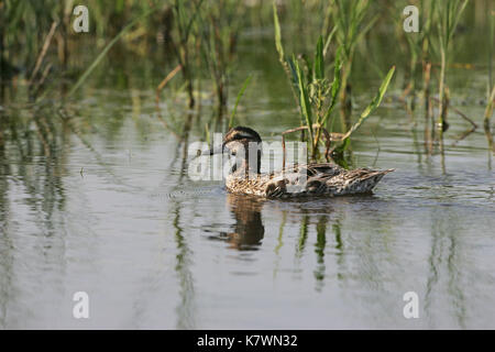 Sarcelle d'été Anas querquerdula mâle adulte en plumage d'éclipse en natation piscine près de Tiszaalpar La Hongrie Banque D'Images