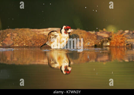 Chardonneret élégant Carduelis carduelis baignade à bord de piscine potable Hongrie nearTiszaalpar Banque D'Images