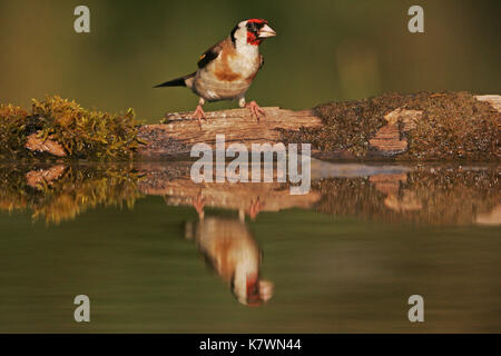 Chardonneret élégant Carduelis carduelis au bord de la piscine près de Tiszaalpar potable Hongrie Banque D'Images