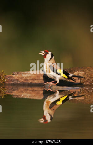 Chardonneret élégant Carduelis carduelis au bord de la piscine près de Tiszaalpar potable Hongrie Banque D'Images