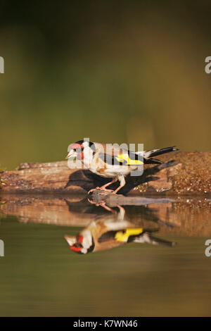 Chardonneret élégant Carduelis carduelis au bord de la piscine près de Tiszaalpar potable Hongrie Banque D'Images