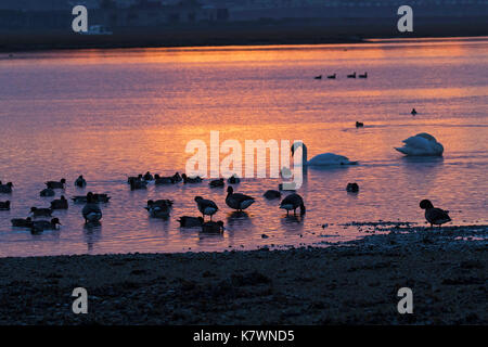 La Bernache cravant (Branta bernicla) Cygne tuberculé Cygnus olor et le Canard siffleur Anas penelope au lever de Lymington et marais Keyhaven Hampshire et l'île de Wi Banque D'Images