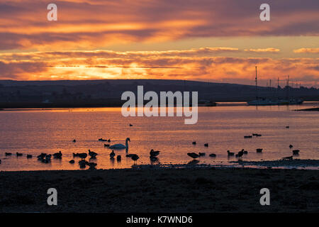 La Bernache cravant (Branta bernicla) Cygne tuberculé Cygnus olor et le Canard siffleur Anas penelope au lever de Lymington et marais Keyhaven Hampshire et l'île de Wi Banque D'Images