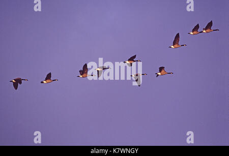 Bernache du Canada Branta canadensis groupe de dix en vol contre l'obscurité des nuages de pluie près de Winnipeg, Canada Banque D'Images