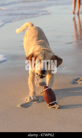 Golden Retriever lâcher un jouet de balle Banque D'Images