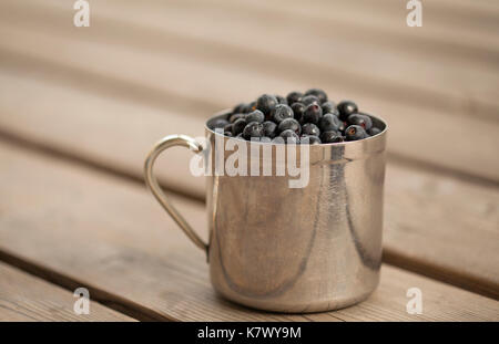 Ancienne tasse en acier inoxydable rayé rempli de myrtilles sauvages fraîchement cueillis, porche en bois Banque D'Images