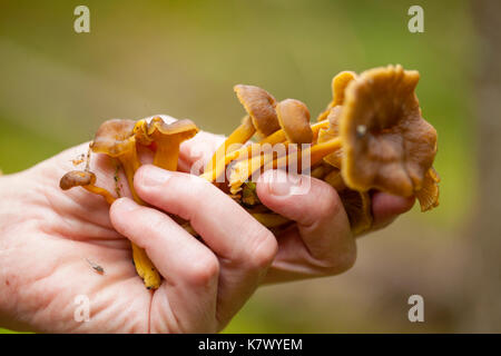 Arrière-plan de nourriture avec des champignons comestibles Craterellus tubaeformis, champignons d'hiver Banque D'Images