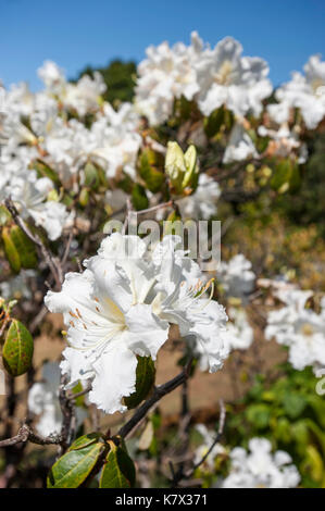 L'azalée blanche (Rhododendron veitchianum) pousse dans une forêt de haute-terres sur Doi Inthana, la plus haute montagne de Thaïlande. Asie du Sud-est Banque D'Images