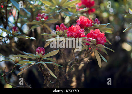 L'azalée rouge (Rhododendron arboreum subsp. Delavayi) pousse dans une forêt de haute-terres sur Doi Inthana, la plus haute montagne de Thaïlande. Banque D'Images