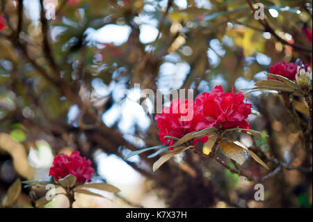 L'azalée rouge (Rhododendron arboreum subsp. Delavayi) pousse dans une forêt de haute-terres sur Doi Inthana, la plus haute montagne de Thaïlande Banque D'Images