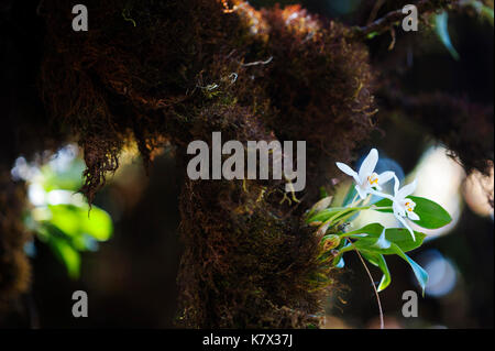 L'orchidée de Coelogyne nitida se développe dans une forêt de haute-terres sur Doi Inthana, la plus haute montagne de Thaïlande. Doi Inthanon National Park, Thaïlande Banque D'Images