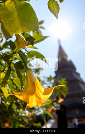 Jaune Datura dans les jardins au sommet de Doi Inthanon, la plus haute montagne de Thaïlande. District de CHOM Thong, province de Chiang Mai, Asie du Sud-est Banque D'Images