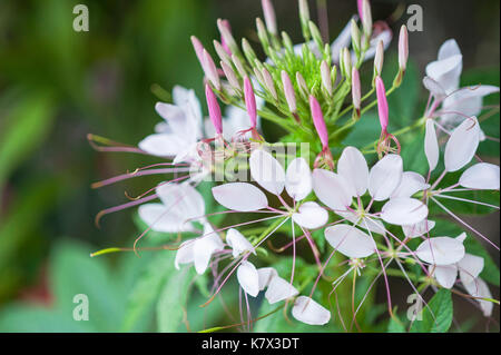 Cleome Spinosa (fleur d'araignée) District de Chom Thong, province de Chiang Mai, Thaïlande, Asie du Sud-est Banque D'Images