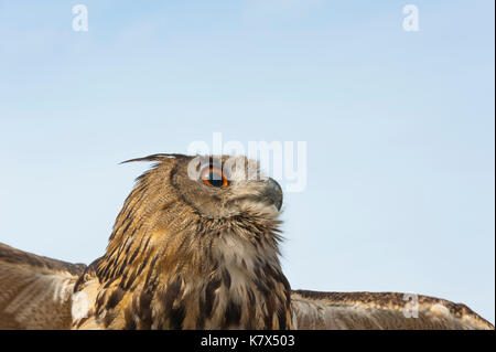 Grand-duc d'Europe ou grand-d'Amérique, Bubo bubo, vue de côté, la diffusion de wings Banque D'Images
