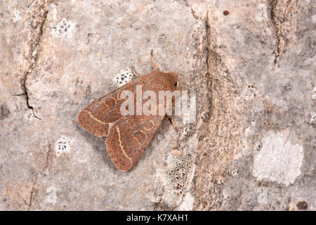 Quaker commun ( orthosia cerasi) adulte au repos sur le tronc de l'arbre, Monmouth, Wales, juin Banque D'Images