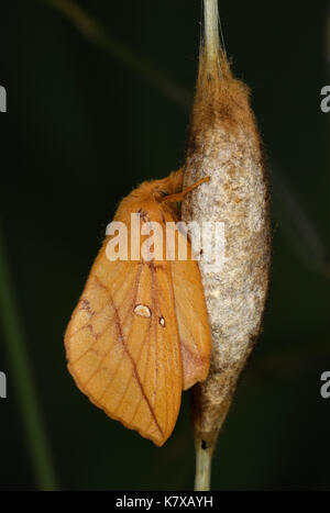 Euthrix potatoria (buveur) fraîchement émergées femelle adulte au repos sur cocoon, Monmouth, Wales, avril Banque D'Images