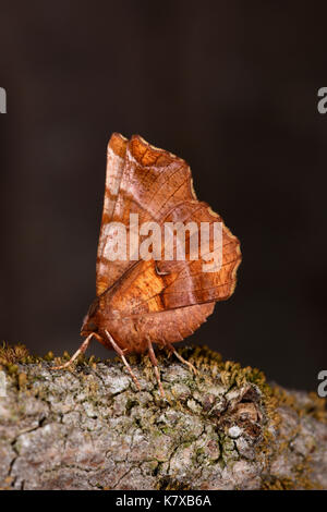 Début de Thorn (selenia dentaria) adulte au repos sur la branche couverte de lichen, Monmouth, Wales, avril Banque D'Images