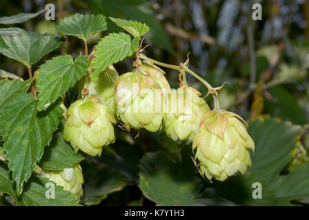 Les fleurs de houblon Banque D'Images