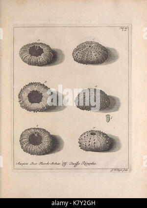 Jacobi Theodori Klein, secret. reip. gedan. et societé. Reg. Lond. Sod. Echinodermatum dispositio Naturalis (tab. IV) (9126027748) Banque D'Images