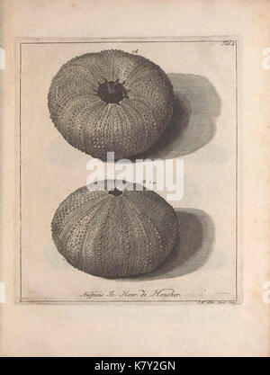 Jacobi Theodori Klein, secret. reip. gedan. et societé. Reg. Lond. Sod. Echinodermatum dispositio Naturalis (tab. I) (9123804359) Banque D'Images
