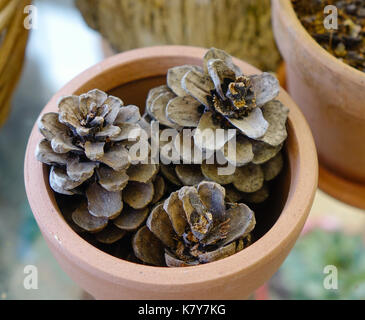 Des pommes de pin décorées dans un cache-pot sur la table à café. Banque D'Images