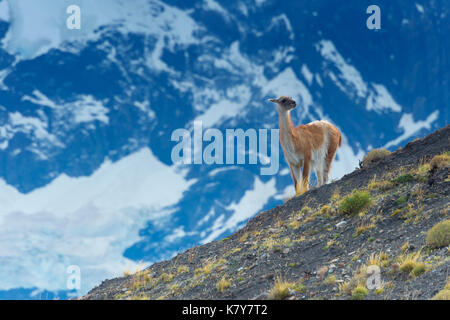 Guanaco (Lama guanicoe) sur une crête, le Parc National Torres del Paine, Patagonie chilienne, Chili Banque D'Images