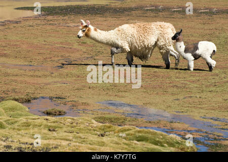 Le lama (Lama glama) avec les jeunes, de la famille des camélidés, Désert d'Atacama, Chili, région Antofagasto Lama (Lama glama) mit, Jungtier Camelidae Familie, Atakamaw Banque D'Images