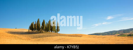Beau panorama typique de la toscane avec des cyprès dans un champ en été, val d'orcia, toscane, italie Banque D'Images