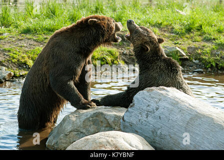 L'ours grizzli (Ursus arctos horribilis) jouant dans wildlife refuge à Grouse Mountain, Vancouver, British Columbia, Canada Banque D'Images