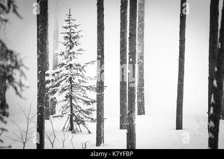 Partie d'une série d'une scène de neige avec un pin blanc, émergeant de la Finlande Banque D'Images