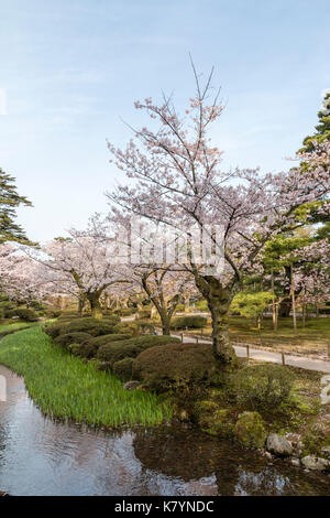 Le Japon, Kanazawa, Le Jardin Kenrokuen l'un des trois jardins au Japon. Flux, avec cerisiers bordant un côté, ciel bleu clair. Banque D'Images