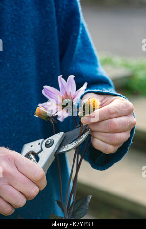 Le deadheading jardinier Dahlia 'Classic rosamunde' fleurit avec des sécateurs dans un jardin anglais. UK Banque D'Images