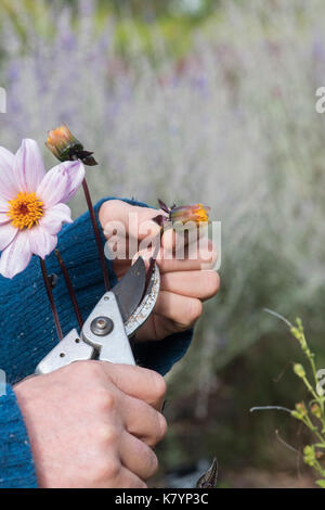 Le deadheading jardinier Dahlia 'Classic rosamunde' fleurit avec des sécateurs dans un jardin anglais. UK Banque D'Images