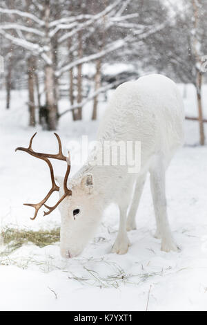 Renne blanc dans la neige, Laponie, Finlande Banque D'Images