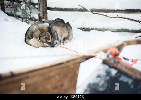 Couchage chien husky près de traîneau, Laponie, Finlande Banque D'Images