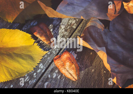 Abstraite automne background-feuilles tombées sur fond de bois Banque D'Images