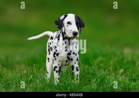 Adorable chien dalmatien l'extérieur en été. actif mignon sur dalmates pré vert Banque D'Images