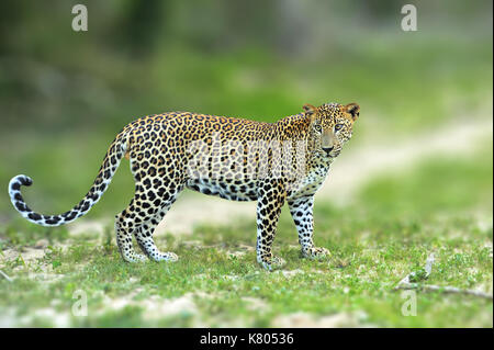 Sri Lanka marche leopard, gros chat sauvage repéré couché dans la nature habitat, parc national de Yala, au Sri lanka. Scène de vie sauvage nature. Leopard dans le gre Banque D'Images